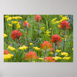 Poster Pincel indiano e flores silvestres de biscuitroot