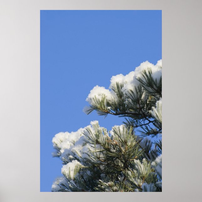 Poster Pine agulha (Frente)
