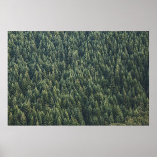 POSTER PINE ÁRVORE FLORESTA