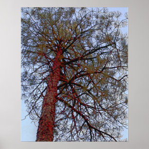 Poster Pine com tronco vermelho