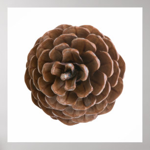 Pôster Pine cone