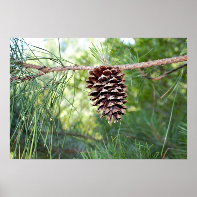 Pôster Pine Cone (Frente)