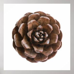 Pôster Pine cone