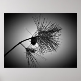 Poster Pine Cone On Branch - Noir,