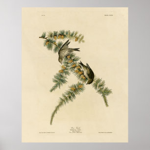 Poster Pine Finch (Pine Siskin), Aves de Audubon da Améri