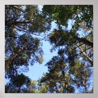 Poster Pine forest canopy