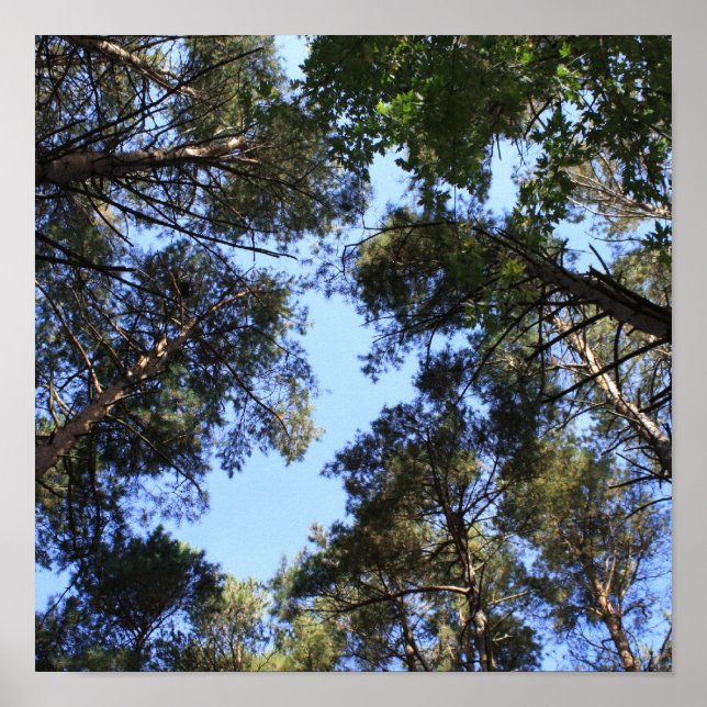 Poster Pine forest canopy (Frente)