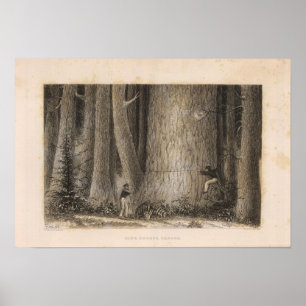 Poster Pine Forest, Oregon