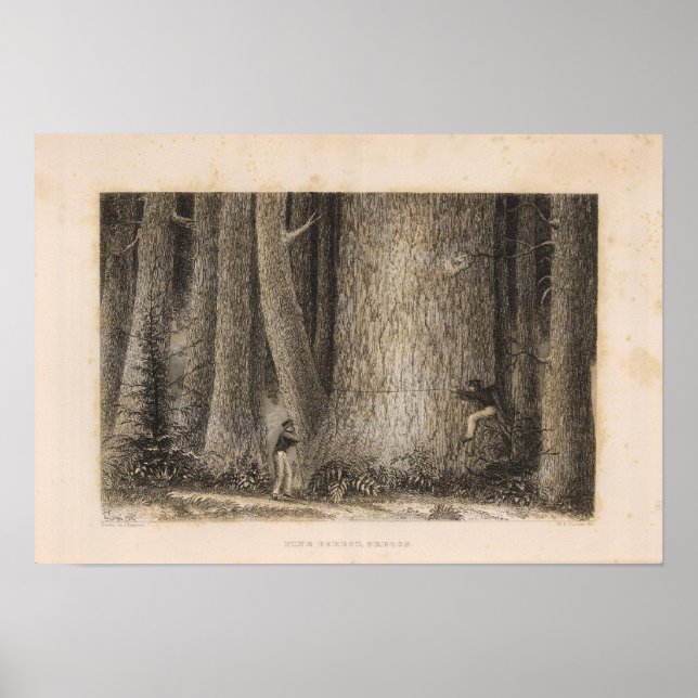 Poster Pine Forest, Oregon (Frente)