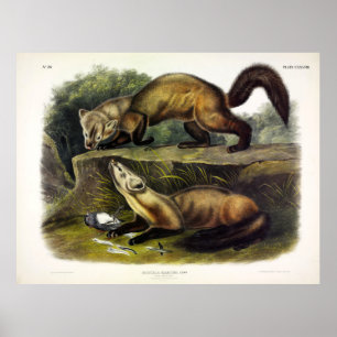 Poster Pine Marten (Mustela Martes) American Marten