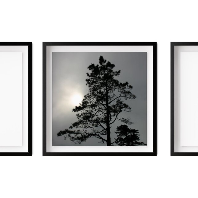 Poster Pine Silhouette Cloudy Sun Fotografia (Criador carregado)