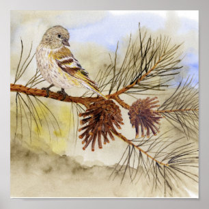 Poster Pine Siskin Canvas