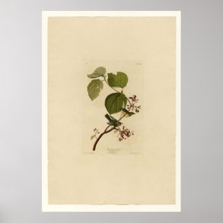 Poster Pine Swamp Warbler