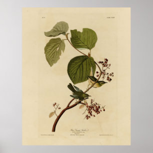 Poster Pine Swamp Warbler das Aves da América de Audubon