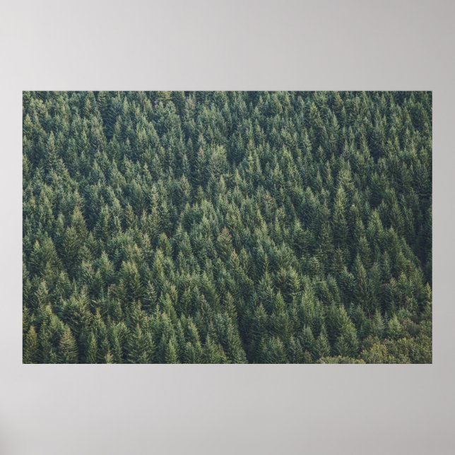 POSTER PINE TREE FOREST (Frente)
