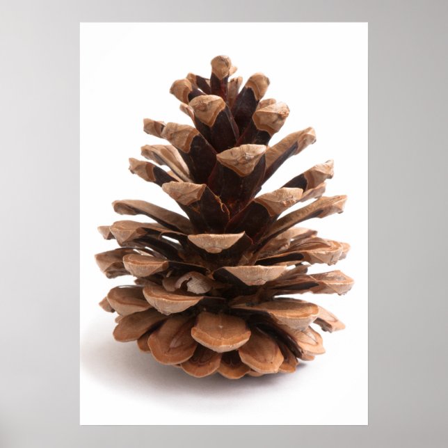 Poster Pinecona (Frente)