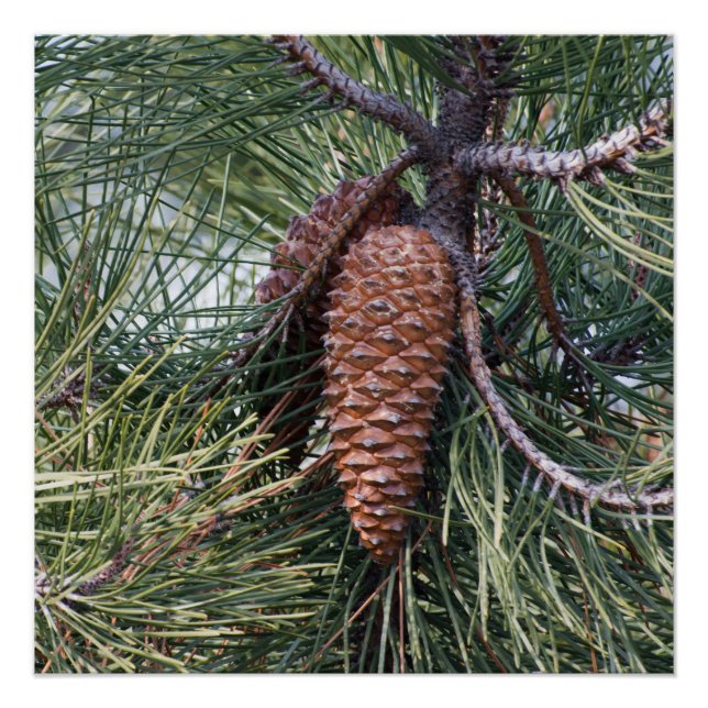 Pôster Pinecone on the pine tree (Frente)