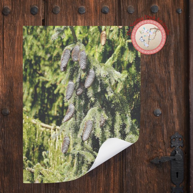 Pôster Pinecones (Criador carregado)