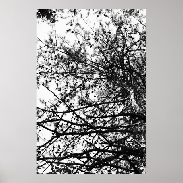 Poster PineCones (Frente)