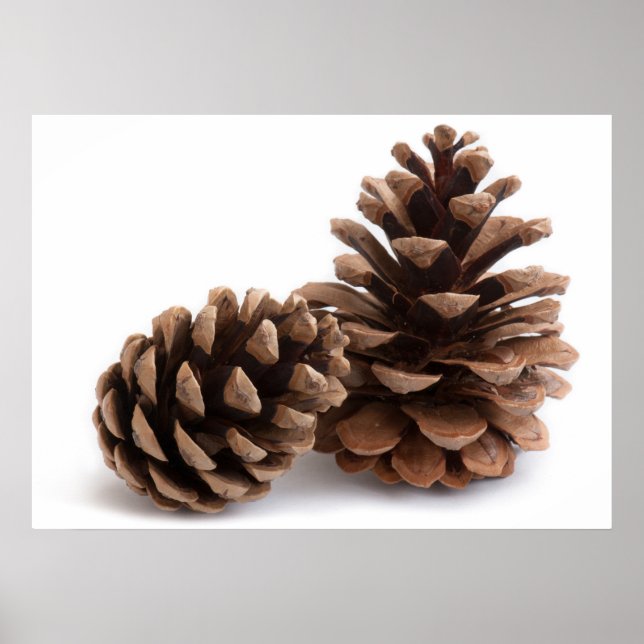Pôster Pinecones (Frente)