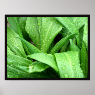 Poster Pingos de chuva