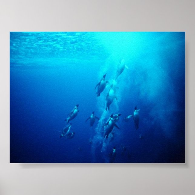 Pôster pinguim (Frente)