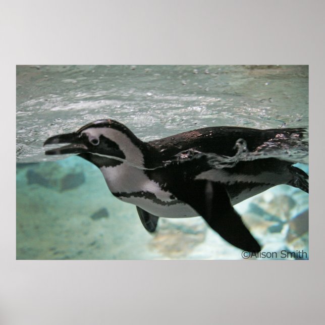 Pôster Pinguim (Frente)