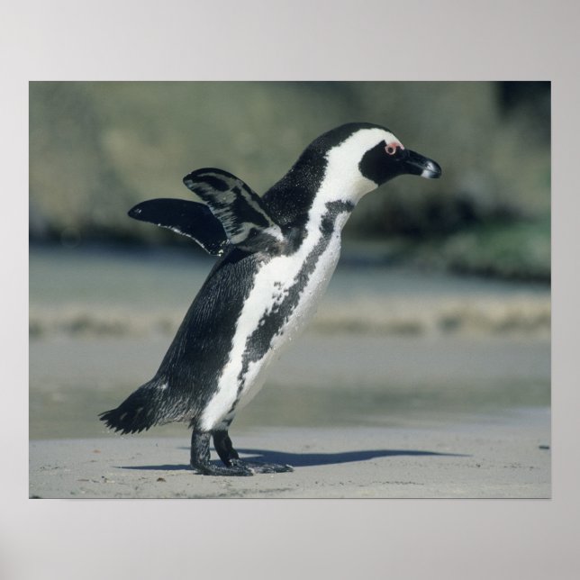 Poster Pinguim Africano (Sfeniscus demersus), a caminho (Frente)