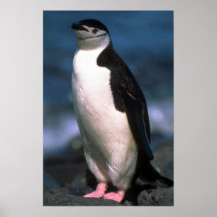 Poster Pinguim de Chinstrap