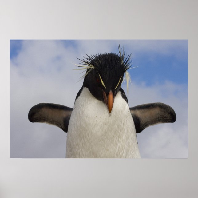 Pôster Pinguim-de-crista Eudyptes chrysocome (Frente)