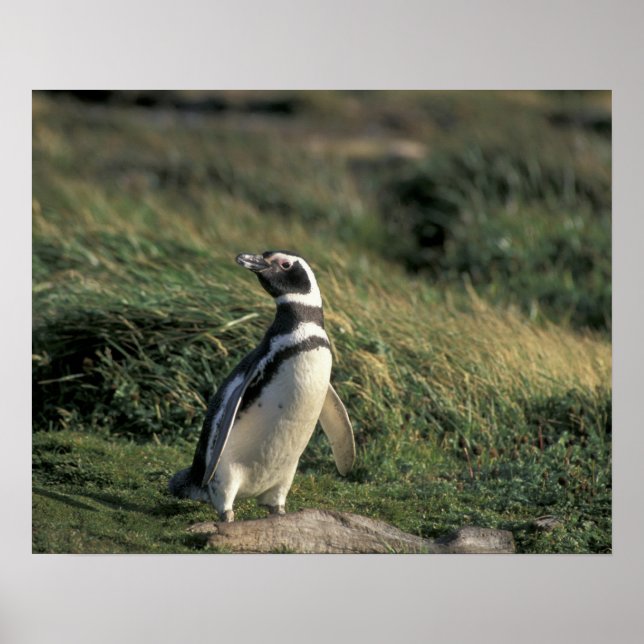 Poster Pinguim-de-magalhães (Spheniscus magellanicus), (Frente)