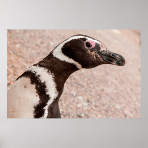 Poster Pinguim de Magellanic, Patagonia, Argentina