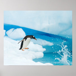 Poster pinguim do gentoo, Pygoscelis Papua, saltando fora
