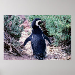 Poster Pinguim Magalhães em Península Valdes - Argentina