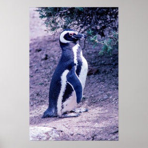 Poster Pinguim Mágico na Península Valdes - Argentina