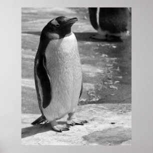 Poster "Pinguim solitário "