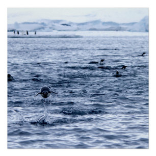 Pôster Pinguim voador