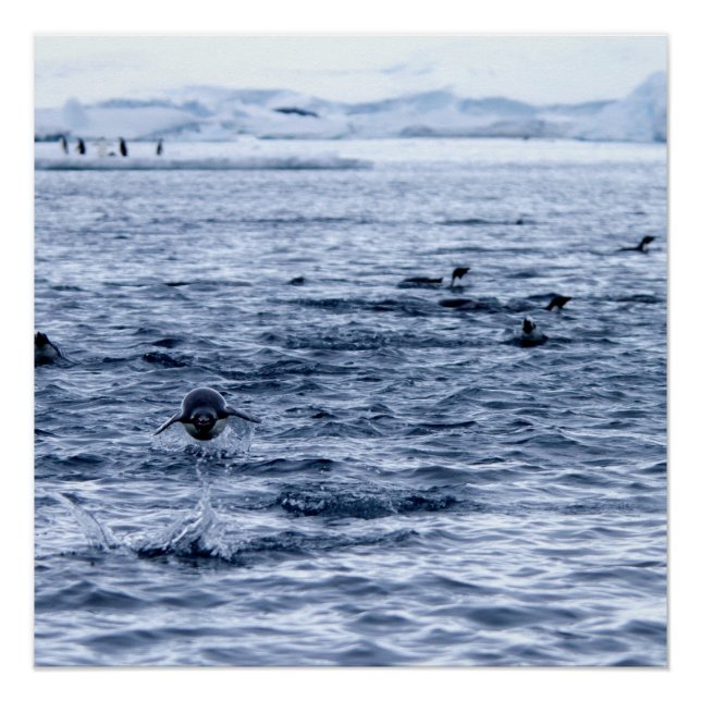 Pôster Pinguim voador (Frente)