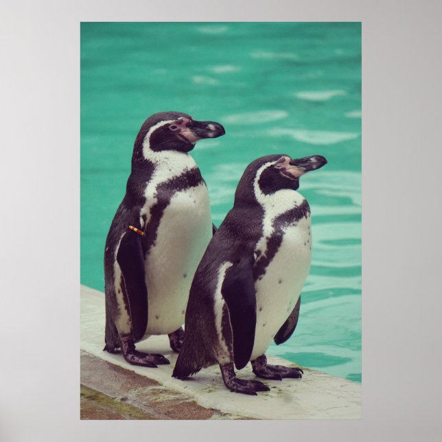 Poster Pinguins (Frente)