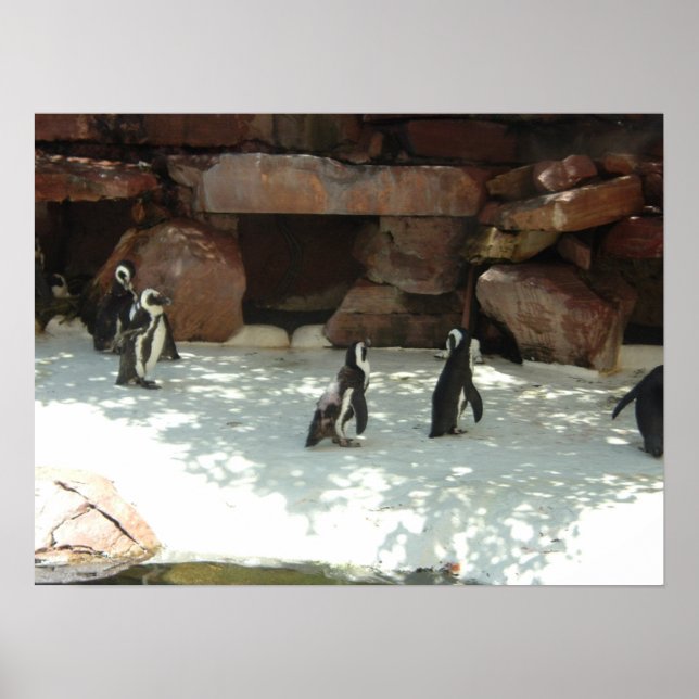 Pôster Pinguins (Frente)