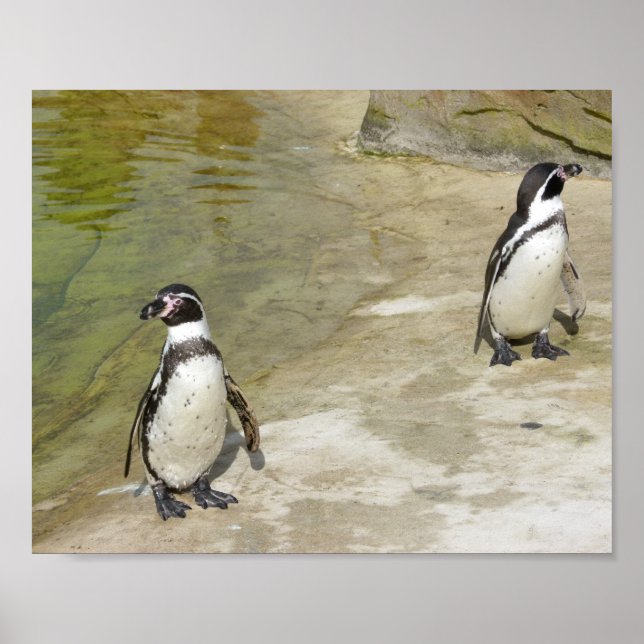 Pôster Pinguins (Frente)