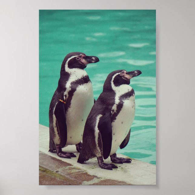 Poster Pinguins (Frente)