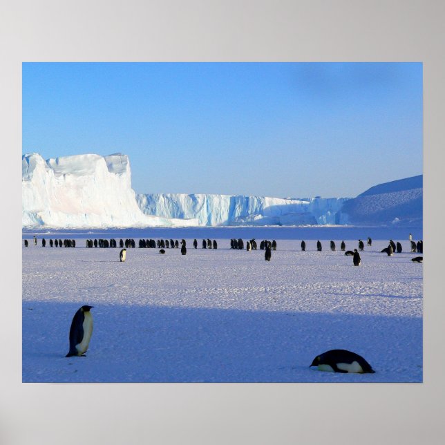 Poster Pinguins (Frente)