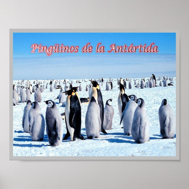 Poster Pinguins da Antártica - (Frente)