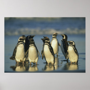 Poster Pinguins de Magellanic, Spheniscus