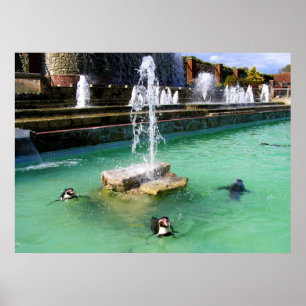 Poster Pinguins e fontes Humboldt