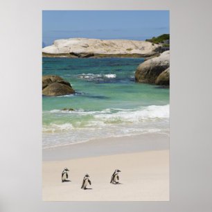 Poster Pinguins em Boulders Beach, Simons Town, Sul 2