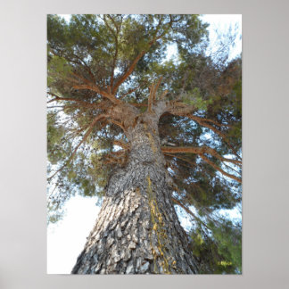 Poster Pinheiro Antigo