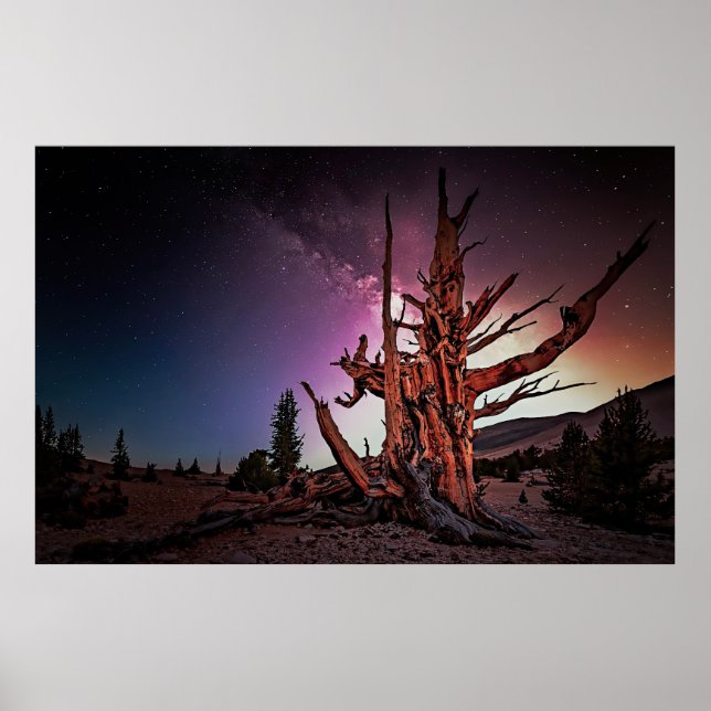Poster Pinheiro Bristlecone antigo e Via Látea (Frente)
