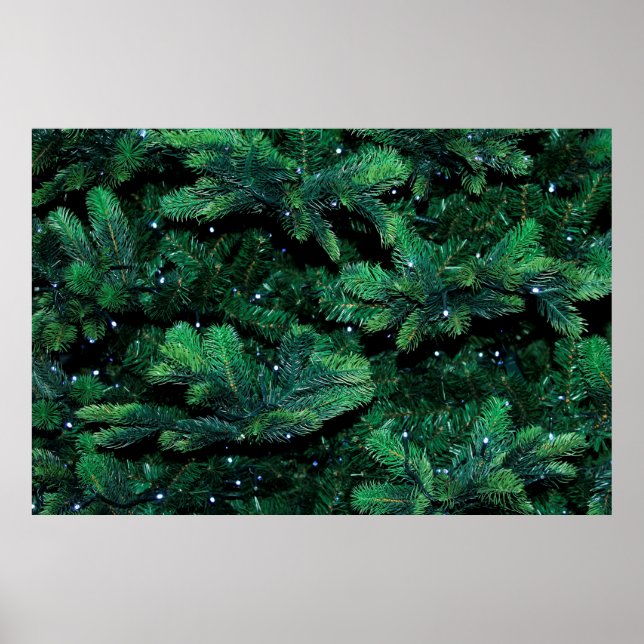 Poster Pinheiro-da-árvore-natalina (Frente)